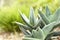 Low angle view of a succulent or agave plant