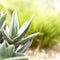 Low angle view of a succulent or agave plant