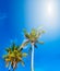 Low angle view of sun and tall palm trees and bright blue sky