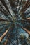 Low angle view of tall black pine Pinus nigra trees in forest