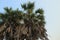 Low angle view of tall, and lush green Hyphaene thebaica, also known as Hoka or Hokka tree, a type of palm tree found in Diu,