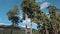 Low angle view of tall pines and Arkhyz mountains. White clouds float in blue bright sky.