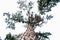 Low angle view of a tall trees with green and dry leaves, branches, wood texture and opens white cloudy sky