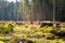 Low angle view of tree stumps - deforestation in process