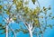 Low angle view of tree trunk branches with green and orange color with blue sky background