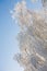 Low angle view of treetops of snow-covered bare trees in forest in winter.