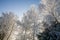 Low angle view of treetops of snow-covered bare trees in forest in winter.
