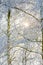 Low angle view of treetops of snow-covered bare trees in forest in winter.