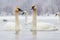 Low angle view of trumpeter swans
