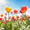 Low angle view of Tulips