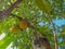 Low angle view of two unripe jackfruits on the tree.