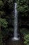 Low angle view of waterfall in the rainforest