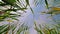 Low angle view wheat crop green plants in breezy weather