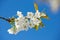 Low angle view of white mirabelle flowers blossoming on a plum tree stem and growing in a home garden. Group of delicate