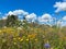 Low angle view on wild flower field against blue sky with cumulus clouds