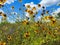 Low angle view on wild flower field against blue sky with cumulus clouds