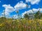 Low angle view on wild flower field against blue sky with cumulus clouds