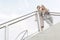 Low angle view of young businesswomen holding disposable coffee cups while standing by railing against sky