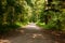 Low angle walking path leading into forest