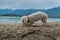 Low angle white cute Maltese dog smells something on pebble beach