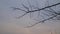 Low-angle of withered branches at dusk, leafless tree in winter, dry landscape