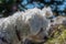 Low angle young cute adorable white Maltese dog looking down in nature