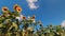 Low angle zoom out view sunflower field in sunny day with clouds pass in clear blue skies. Summer agriculture harvest time-lapse