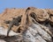 Low angle zoom shot of an Indian Monitor Lizard baby hidden in jute bag on a rock with sky in the background -Unique abstracts