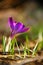 A low angled portrait of a purple crocus flower standing in between some blades of grass on a sunny day. The vibrant colors of the