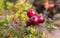 Low Bush Cranberry Plants