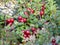 Low Bush Cranberry Plants