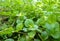 Low Close Up Macro Detail of Creeping Jenny Lysimachia Nummularia