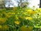 Low Close Up Macro Detail of Yellow Flowers of Buttercup Ranunculus