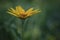 Low closeup shot of a Yellow Rudbeckia or Black Eyed Susan Flower