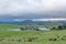 Low clouds and cattle