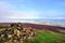 Low Clouds and purple heather on Binsey