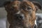 Low contrast photo of staffordshire bullterrier head with sad eyes and silly expression on face. Stafford bull breed to camera in