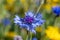 Low cornflower centaurea depressa