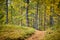 Low depth of field view of a footpath with colored larch forrest in the background