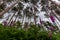 A low down view of foxgloves and bracken ferns in a forest with. tall trees towering above