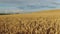 Low flight above golden crop field at sunset, aerial view.