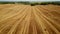 Low flight over cultivated fields with haystacks after harvesting. Aerial motion view