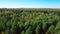 Low flight of the quadcopter over a young autumn forest