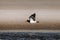 Low flying Australian Pied Oystercatcher. Seen on a Lake in Ulladulla