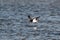 Low flying Australian Pied Oystercatcher. Seen on a Lake in Ulladulla