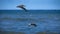 Low flying pair of Brown Pelican