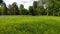 Low flying quadrocopter over a field with green grass, yellow blooming flowers.