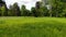 Low flying quadrocopter over a field with green grass, yellow blooming flowers.