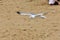 A low flying seagull on a beach