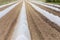 Low greenhouses on farmland, early vegetable cultivation